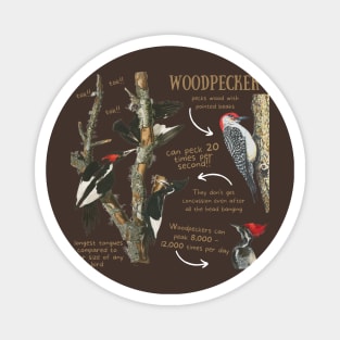 Animal Facts - Woodpecker Magnet